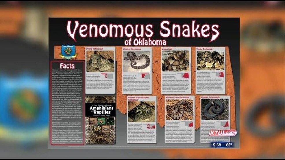 Venomous Snakes Of Oklahoma KTUL