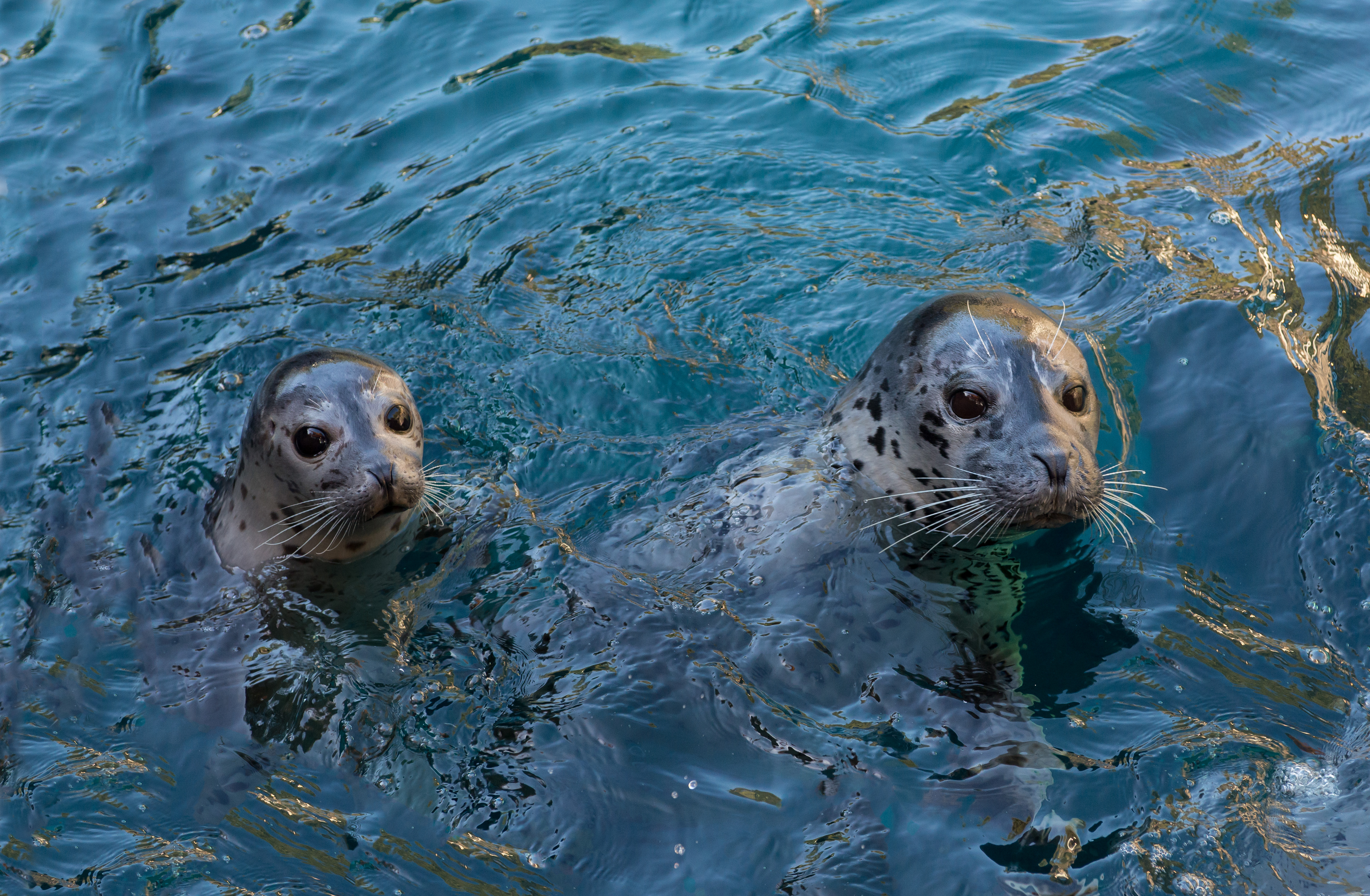 Harbor seals arrive at Oregon Zoo KVAL