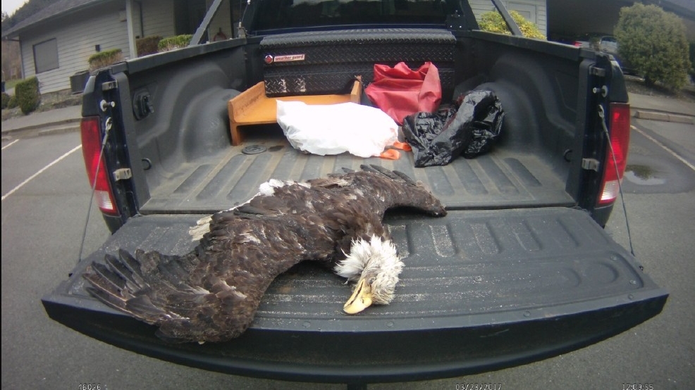 c67099d5-d9e9-4ab1-916e-77e60a3a0f71-large16x9_eagle.jpg