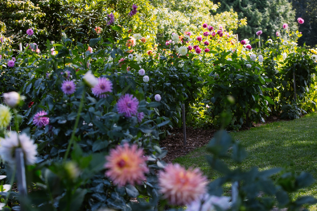 Photos Seattle's official flower is in full bloom Seattle Refined