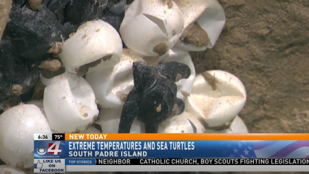 experts-say-male-sea-turtle-population-is-declining-kgbt