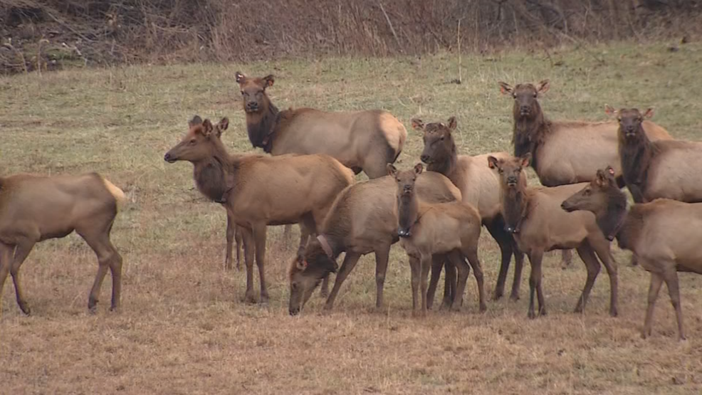 Elk born in the wild for first time in 150 years in West Virginia WCHS
