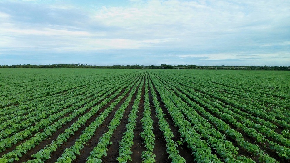Arkansas farmers didn't plant on 1.3 million acres this year KATV