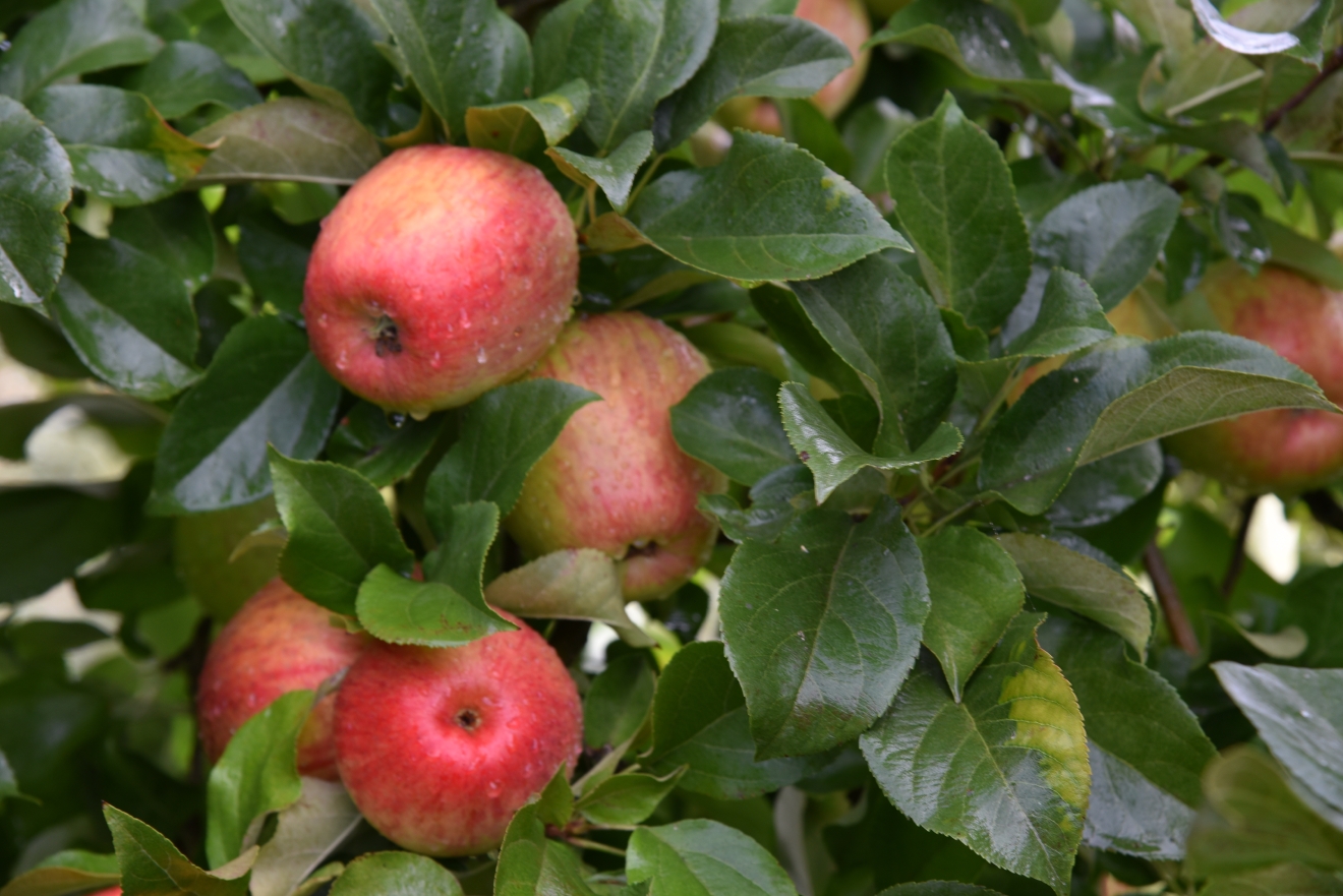 5 UPick orchards to visit this Apple Season Seattle Refined