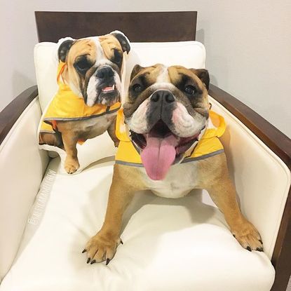 famous english bulldog instagram