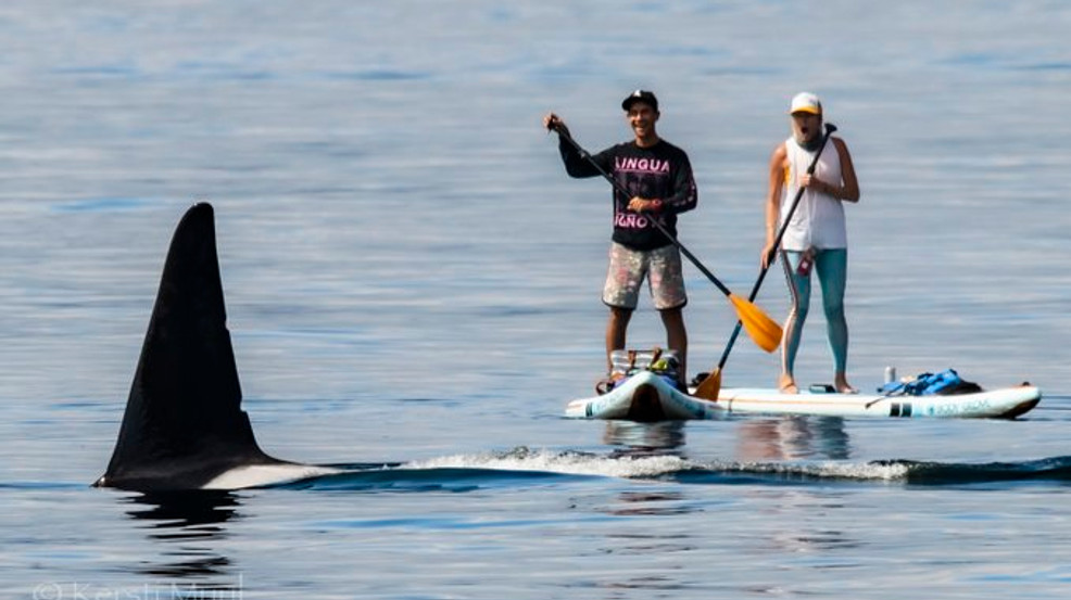 PHOTOS Paddle boarders get a close encounter with orca siblings off