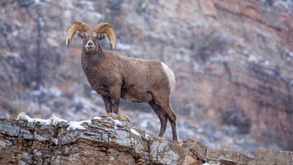 Idaho man wins bighorn lottery tag that raised a record 185,000 for