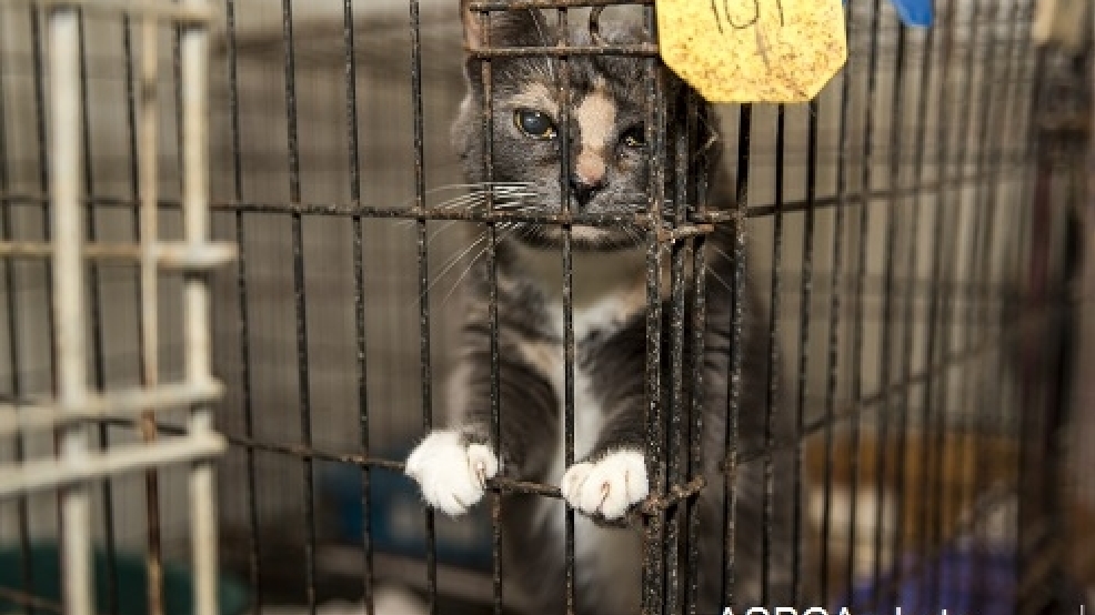 aspca-seizes-hundreds-of-neglected-cats-dogs-from-unlicensed-shelter