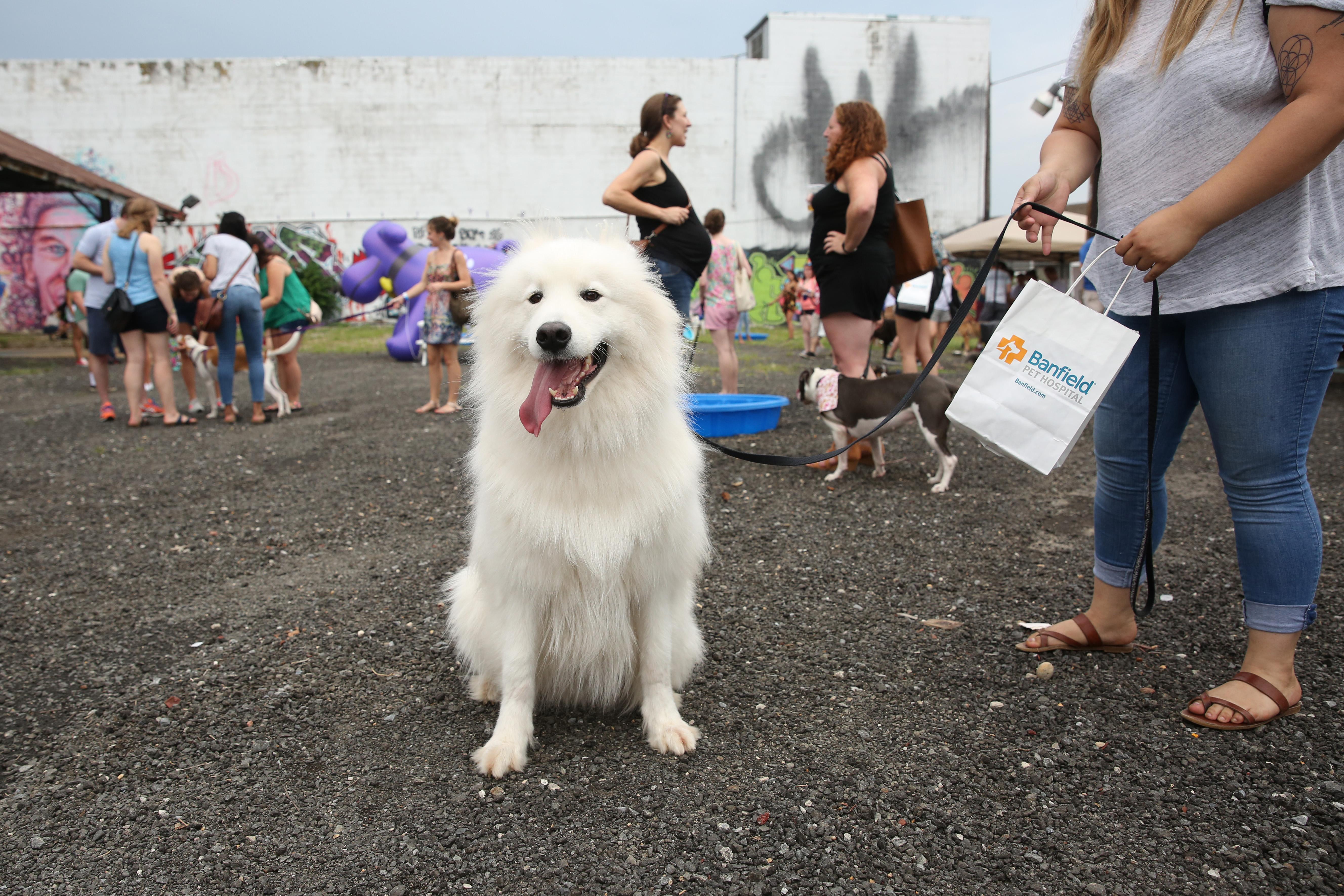 DC RUFFined Big dogs have the biggest hearts DC Refined