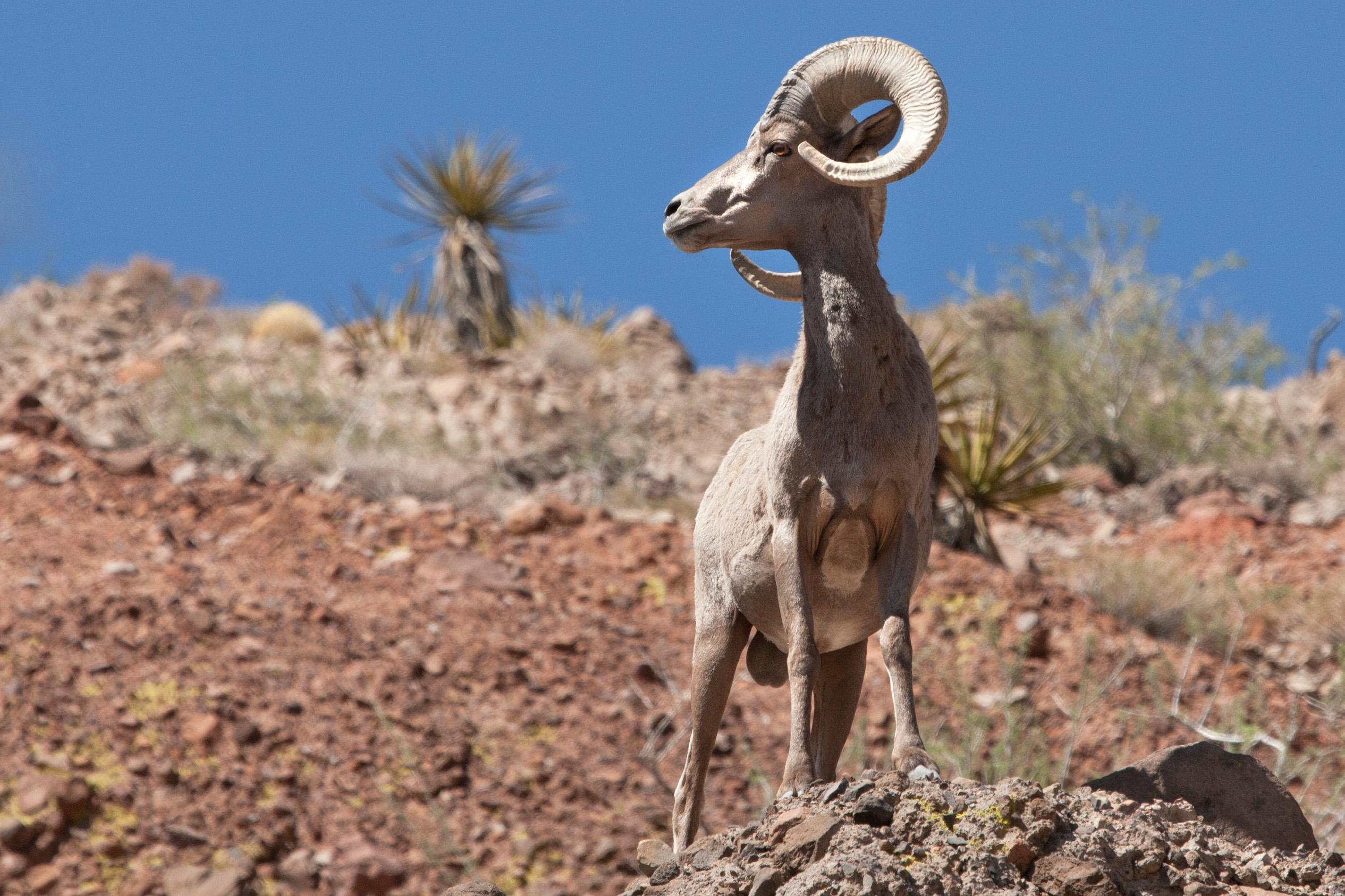 GALLERY | Desert National Wildlife Refuge In Southern Nevada | KSNV