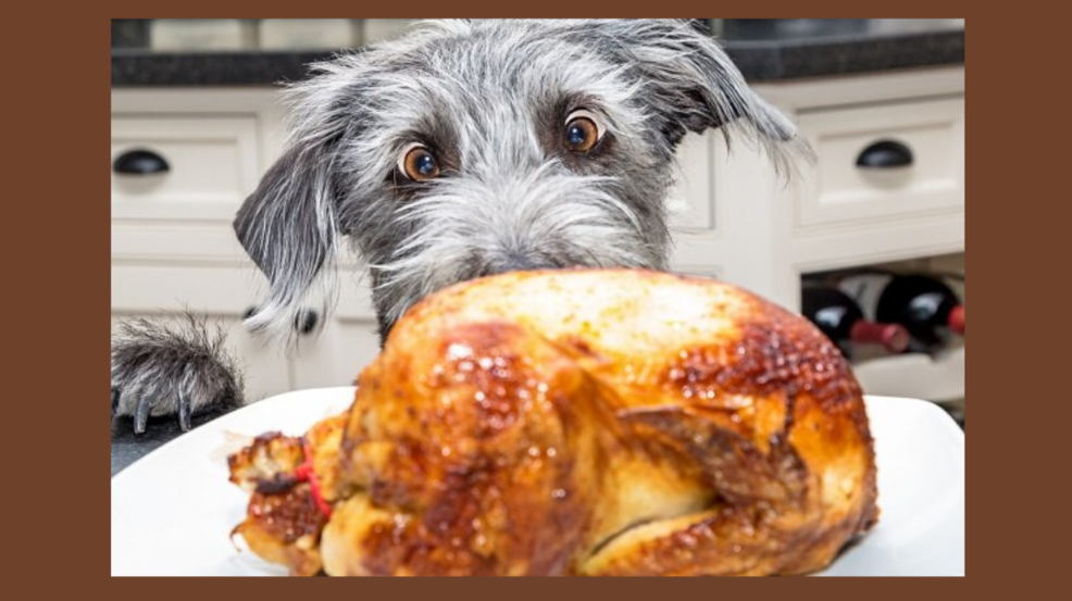 short term dog adoption