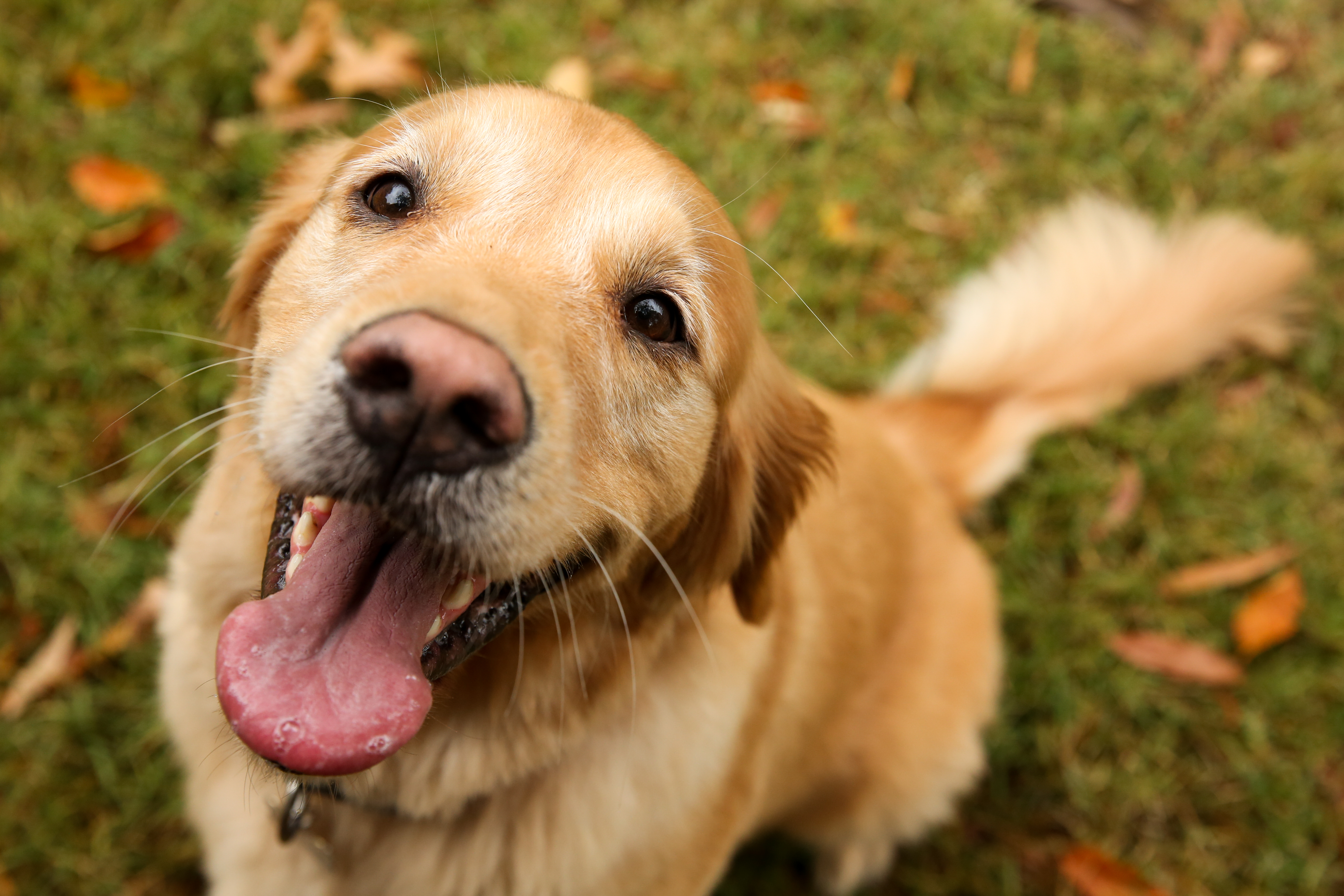 ruffined spotlight: these dogs are ready for fall