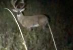 Buck killed Martin County 7.JPG