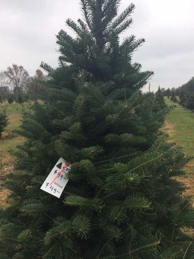 the national christmas tree association expects that less than 25 million christmas trees - National Christmas Tree Association the national christmas tree association expects that less than 25 million christmas trees - National Christmas Tree Association