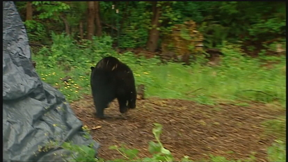 dogs that scare bears