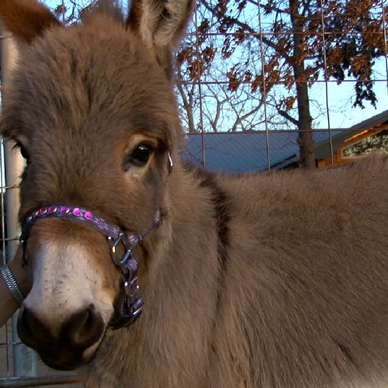 craigslist exotic pets