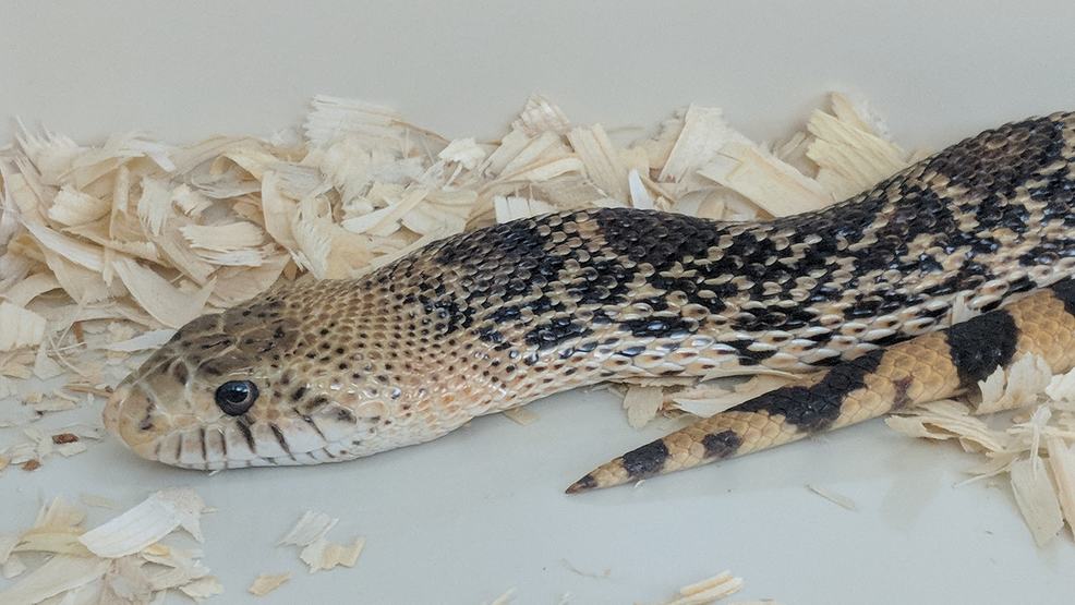 All 29 snakes native to Nebraska will be on display at event KHGI